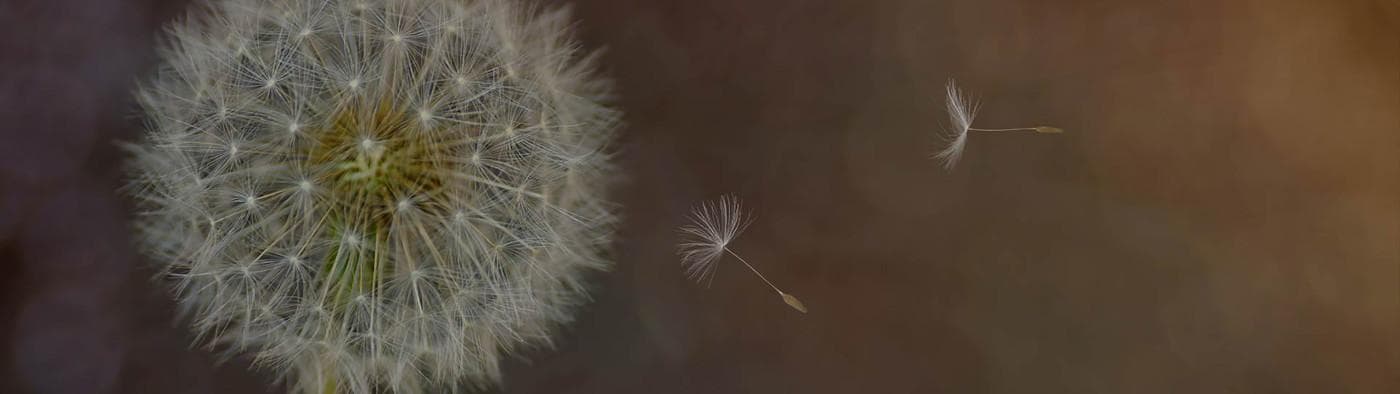 Background dandelion seed on hero image